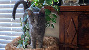 Lost Pet: Pepita