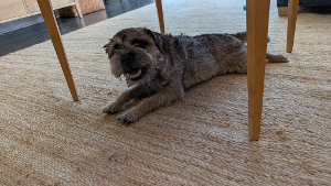 Lost Pet: Flora