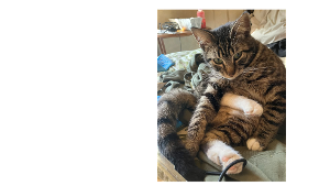 Lost Pet: Nugget