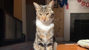 Lost Pet: Syd
