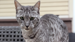 Lost Pet: Spice