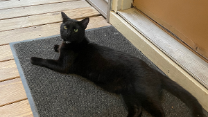 Lost Pet: Pishi
