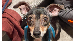 Lost Pet: Chewi
