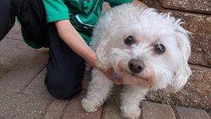 Lost Pet: Zoey