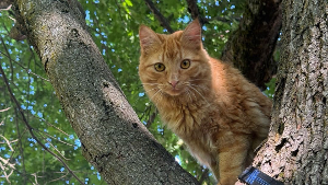 Lost Pet: Quartz