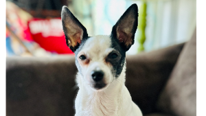 Lost Pet: Bandit
