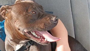Lost Pet: RAYDER