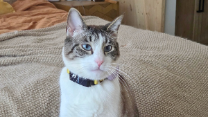 Lost Pet: Kiki
