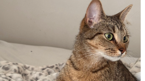 Lost Pet: Jewels