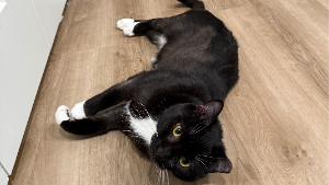 Lost Pet: Oz