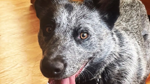 Lost Pet: Dozer