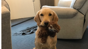 Lost Pet: Murphy