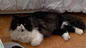 Lost Pet: Presley Bubba Enderle