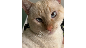 Lost Pet: Red