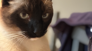 Lost Pet: Taco