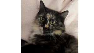 Lost Pet: Cleo