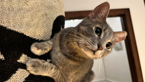 Lost Pet: Birdie