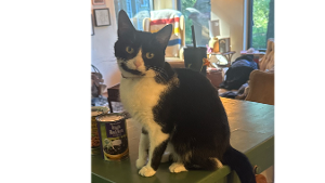 Lost Pet: Minou