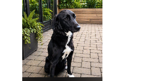 Lost Pet: Jasmine
