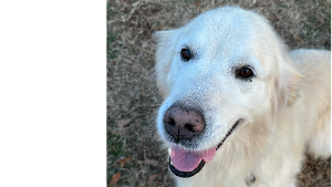 Lost Pet: Kodi