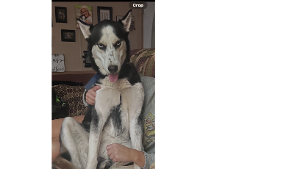 Lost Pet: Blu
