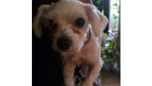 Lost Pet: Fluffy