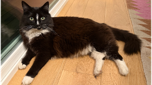 Lost Pet: Kona