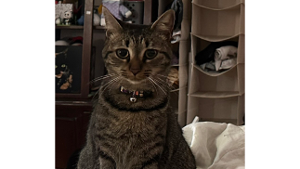 Lost Pet: Beanz