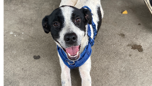 Lost Pet: Turbo Apollo Zeus Hendricks