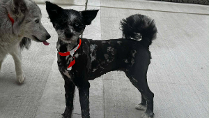 Lost Pet: EMILY