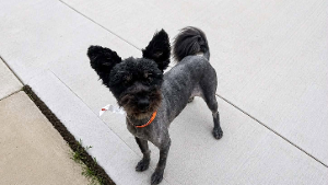 Lost Pet: TBONE
