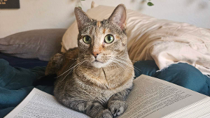 Lost Pet: Azula
