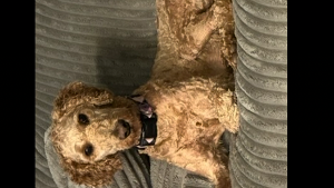 Lost Pet: Nala