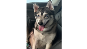 Lost Pet: Coco B