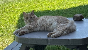Lost Pet: Toby