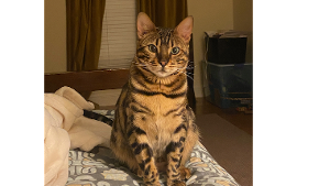 Lost Pet: Buttercup
