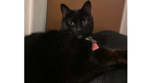 Lost Pet: Spot Crider