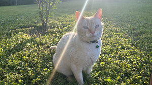 Lost Pet: Tundra Bourgeois