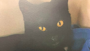 Lost Pet: Pocus