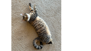 Lost Pet: Gabi