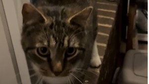 Lost Pet: Harper