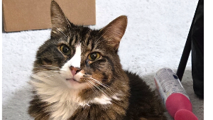 Lost Pet: Edith