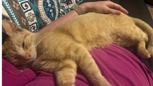 Lost Pet: Orangie