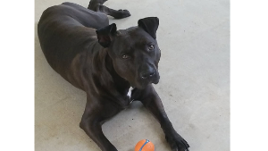 Lost Pet: Bella
