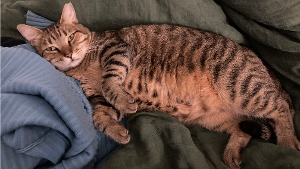 Lost Pet: Charlie