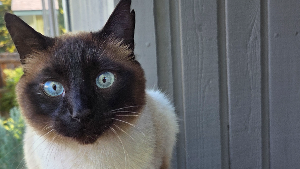 Lost Pet: Shamoda