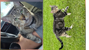 Lost Pet: Pee Pod