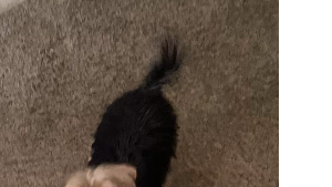 Lost Pet: Bibi