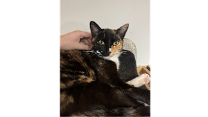 Lost Pet: Kimber