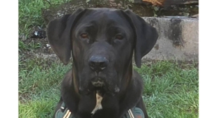 Lost Pet: Dually